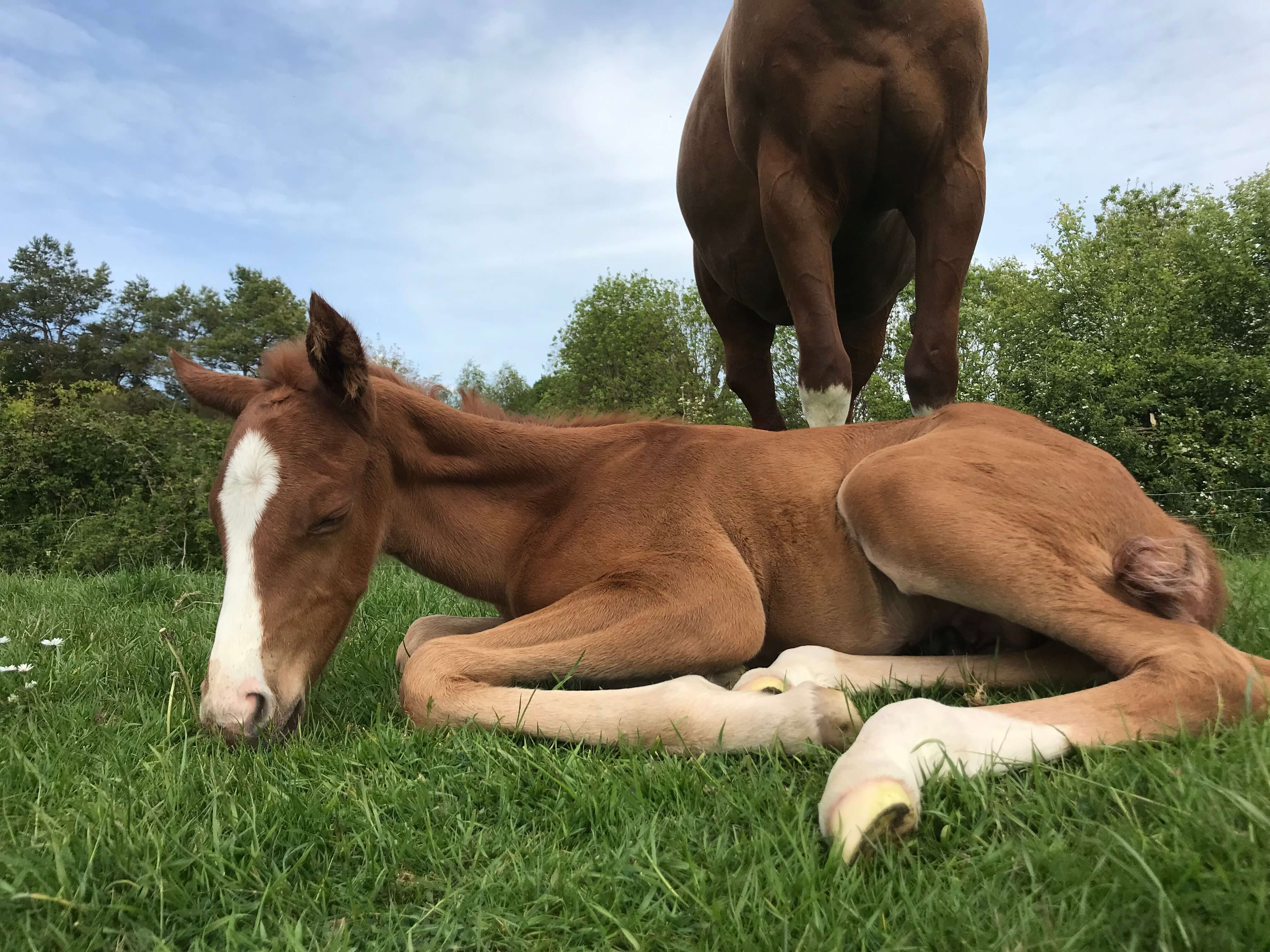 cost of breeding a horse